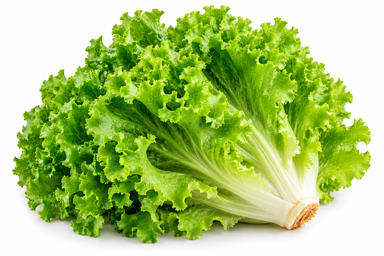 Verduras e folhas frescas